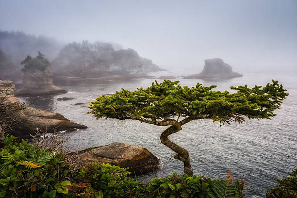 Another Bonsai Cape Flattery is the northwesternmost point of the contiguous United States. It is in Washington State on the Olympic Peninsula, where the Strait of Juan de Fuca joins the Pacific Ocean. I Cape Flattery can be reached from a short easy hike, most of which is boardwalked. It was rather foggy the day we visited, but we enjoyed our time here as a family. olympic peninsula photos stock pictures, royalty-free photos & images