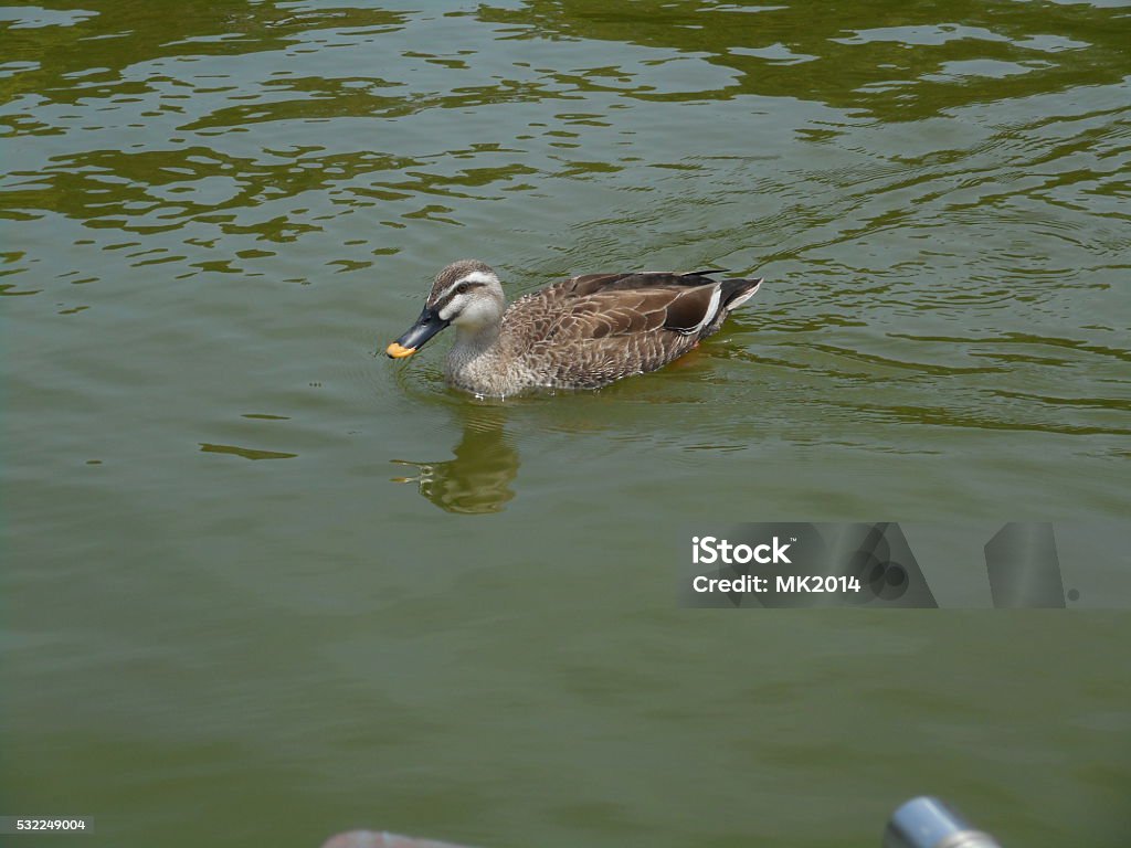 Spotbill duck Animal Stock Photo