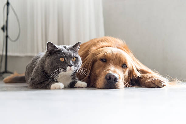 istock Golden Retriever and British Shorthair 532249380