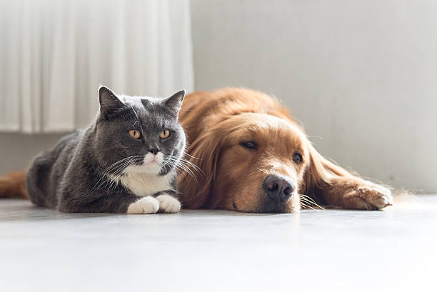 istock Golden Retriever and British Shorthair 532249442