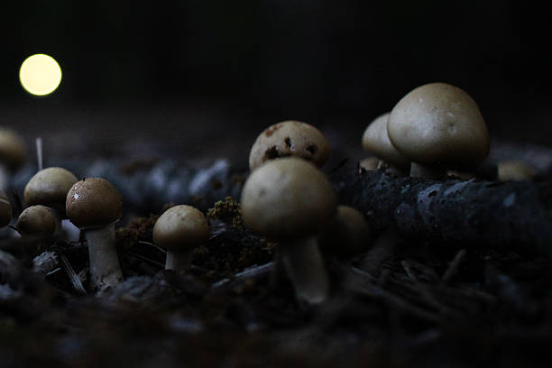 cogumelos & será o'o fogo fátuo - edible mushroom mushroom fungus colony imagens e fotografias de stock