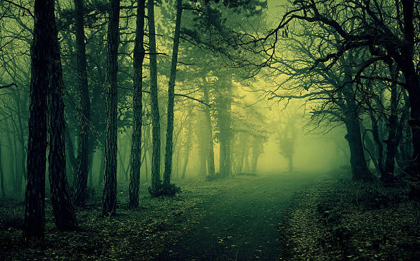 istock Green light in a mysterious forest with fog 532249650