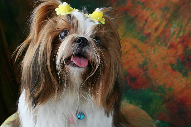 istock Shih Tzu dog sitting in studio on a varicolored background 532250830