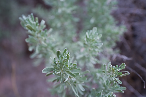 Artemisia tridentata detalle photo