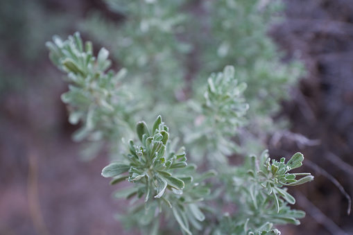 Sagebrush Detail