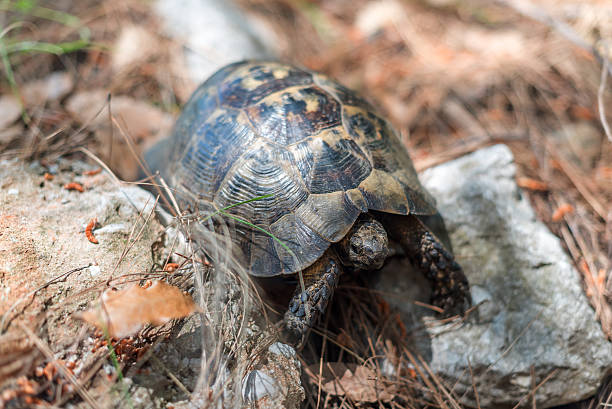 черепаха в турции, азии незначительные - anatolya стоковые фото и изображения