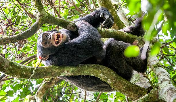 istock Close-up portrait of chimpanzee on the tree 532254230