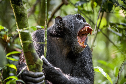 Shouting Angry Chimpanzee. The chimpanzee (Pan troglodytes) shouts in rain forest, giving signs to the relatives. Uganda. Africa