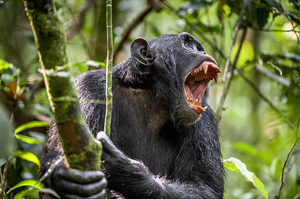 Shouting Angry Chimpanzee. Shouting Angry Chimpanzee. The chimpanzee (Pan troglodytes) shouts in rain forest, giving signs to the relatives. Uganda. Africa chimpanzee photos stock pictures, royalty-free photos & images