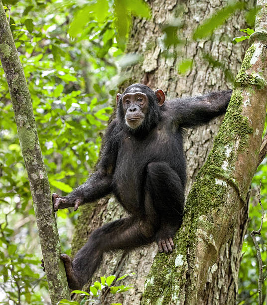 istock Close-up portrait of chimpanzee 532254378