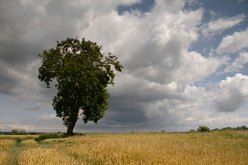 A storm approaches across the landscape near Appledore, Kent, England