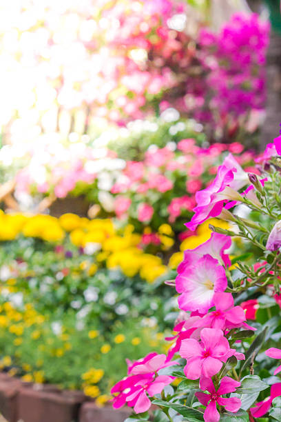 Picket fence surrounded by flowers in a front yard on summer.