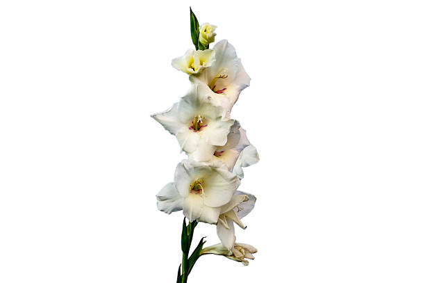 blanc fleurs de glaïeul - gladiolus flower floral pattern single flower photos et images de collection