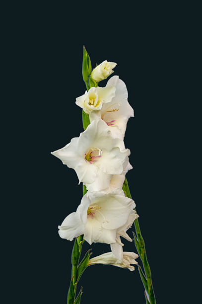 fleurs de glaïeul blanc sur noir - gladiolus flower floral pattern single flower photos et images de collection