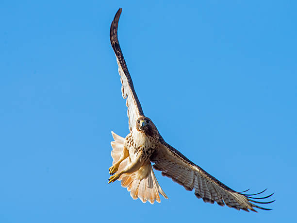 red-tailed hawk banking rechts - red tailed boa stock-fotos und bilder