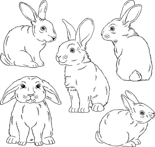 Cute bunny outlined sketches vector art illustration