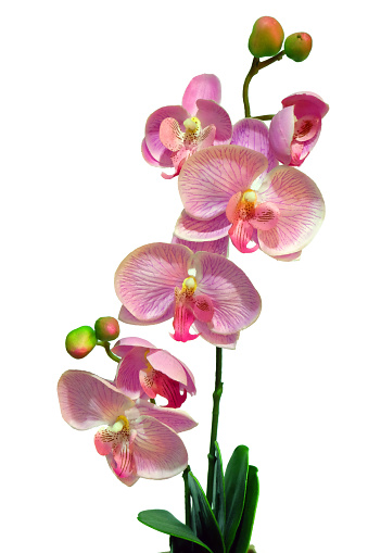 pink orchid on  white background for card and foreground scene