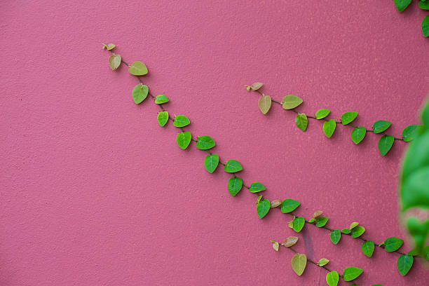 зеленый вьющееся растение на розовые стены - over the fence стоковые фото и изображения
