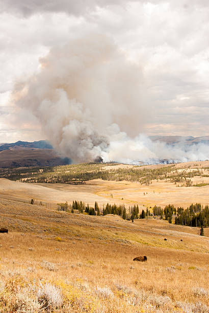 istock Fire threatens bison pastures in Yellowstone 532257873