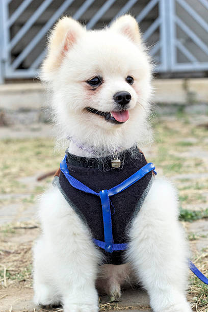istock Pomeranian dog sit and stare 532257885