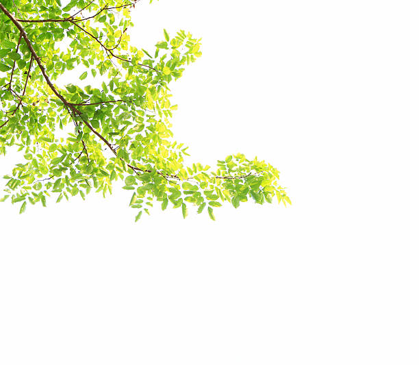 istock Green leaves isolated on white background 532257924