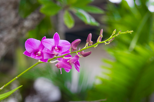 purple orchid take photo in thailand