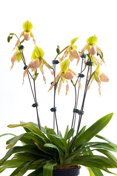 istock Paphiopedilum orchids flower. 532258369