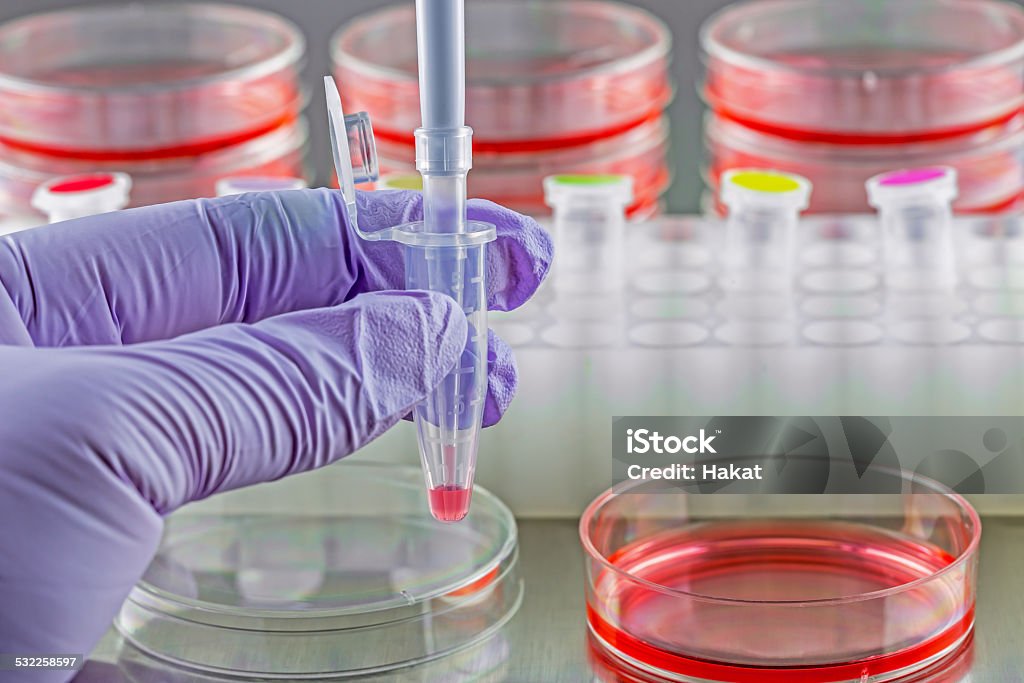 Adding samples to microfuge tube Adding samples to a microfuge tube in a biosafety cabinet. 2015 Stock Photo