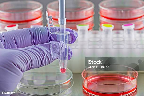 Adding Samples To Microfuge Tube Stock Photo - Download Image Now - 2015, Biological Cell, Biologist