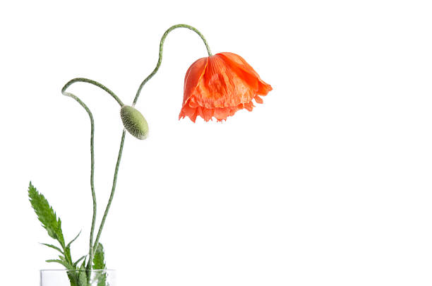 istock red poppy isolated on white 532259248