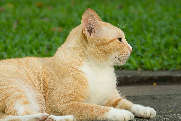 istock Yellow cat laying on road in the park 532259262
