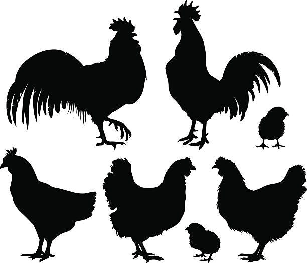 Detailed quality vector silhouettes of chickens - hens, roosters and baby chicks. Vector Illustrations.