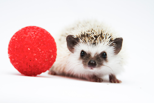 beautiful, cheerful, young hedgehog breed african pygmy hedgehog plays with glittering balloon on a white background