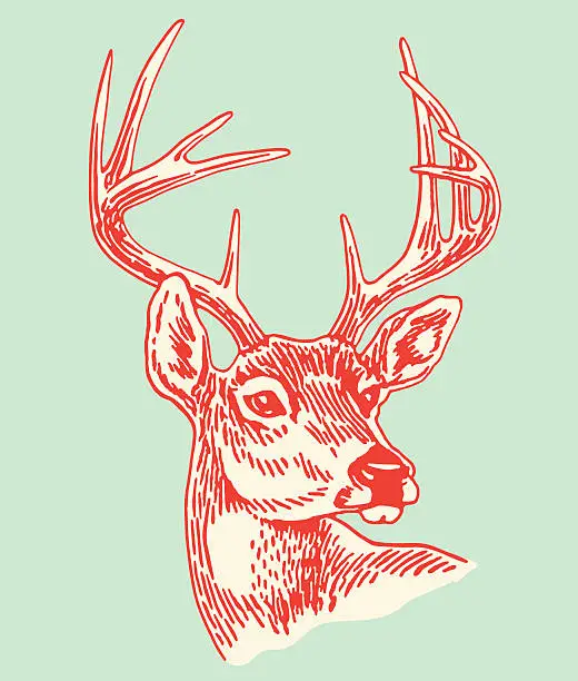 Vector illustration of 10 Point Buck