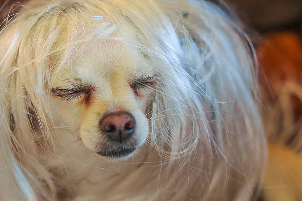 istock Sleeping Chihuahua wearing a blonde wig 532260117