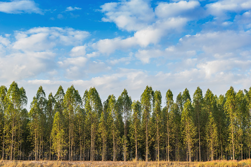 Eucalyptus tree forest in Thailand, plants for paper industry.