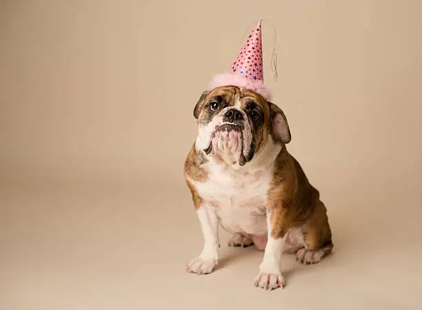 English bulldog with birthday hat in studio