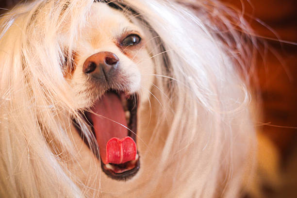 istock Blonde Speaking chihuahua 532260333