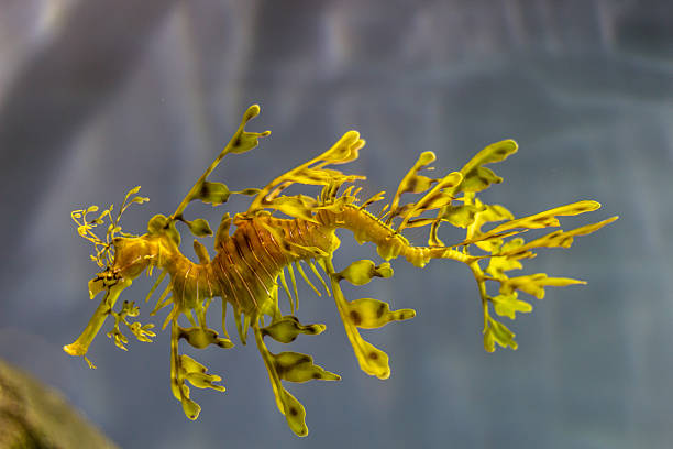 Leafy Sea Dragon A beatiful creature that looks like seaweed or a floating piece of debris in the water. Shot at the Monterey Aquarium, CA. seadragons photos stock pictures, royalty-free photos & images