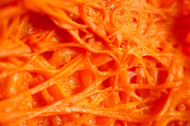 Abstract organic fibers close up