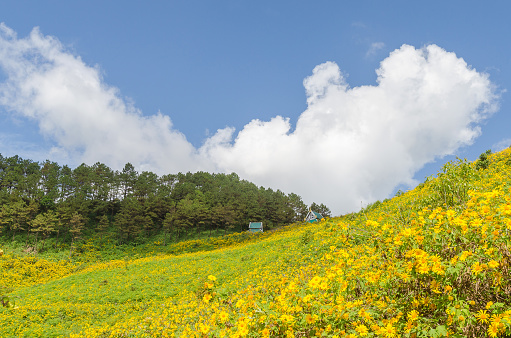 Mexican sunflower mountain in maehongson province thailand