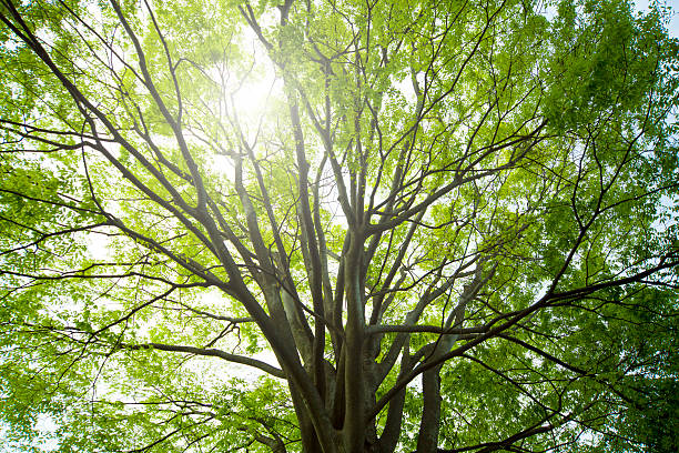 istock forest trees. nature green wood, sunlight backgrounds. 532261546