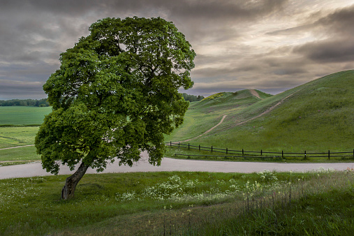 View of the King's graves and a tree during the Spring in Gamla Uppsala, Sweden