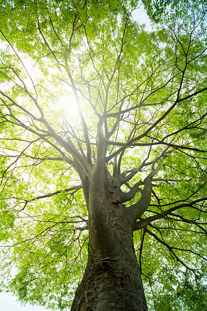 istock forest trees. nature green wood, sunlight backgrounds. 532261684