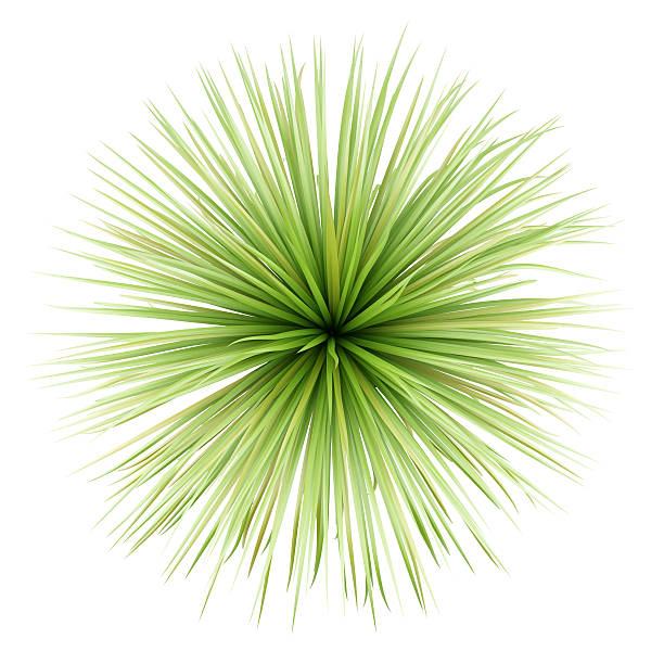 top view of potted palm tree isolated on white background
