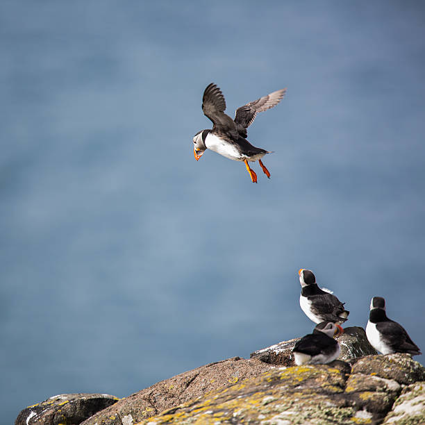 istock Puffin (Fratercula arctica), Isle of May, Scotland 532261749