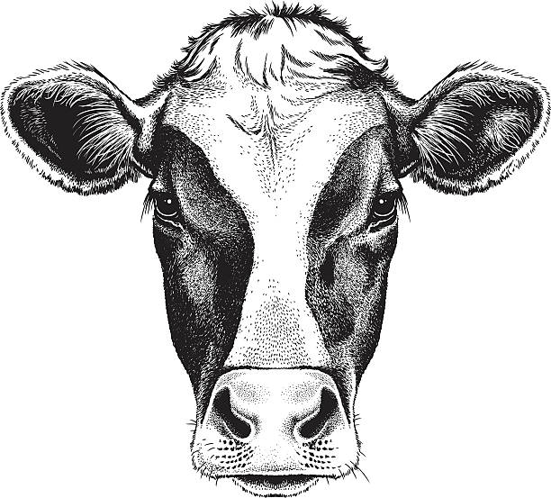 Face of a Cow Black and white sketch of a friesian cow's face. Vector portrait. animal head illustrations stock illustrations