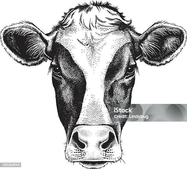 Face Of A Cow Stock Illustration - Download Image Now - Cow, Illustration, Dairy Cattle