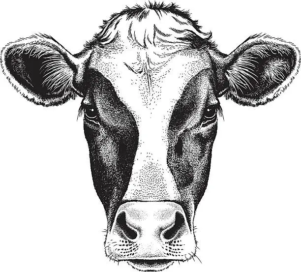 Vector illustration of Face of a Cow