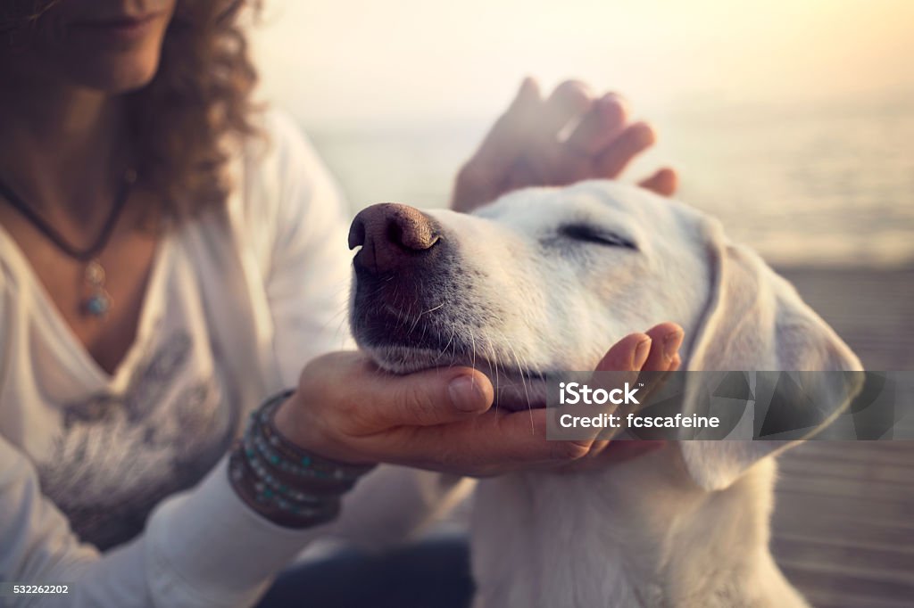 Eigentümer der Liebkosung sanft Ihrem Hund - Lizenzfrei Hund Stock-Foto